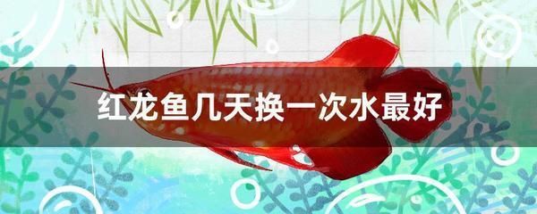 紅龍魚喂食要關水泵嗎？：紅龍魚喂食要關水泵嗎 紅龍魚喂食要關水泵嗎？：紅龍魚喂食要關水泵嗎 龍魚百科 第2張