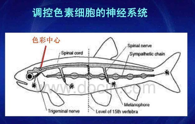 龍魚為什么養著會變色的原因有哪些：龍魚為什么會變色