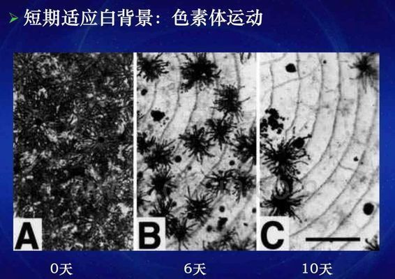 龍魚為什么養著會變色的原因有哪些：龍魚為什么會變色