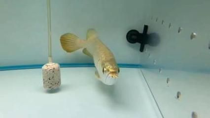 祥龍魚場在那（廣州龍魚祥龍魚場龍魚批發市場-祥龍魚場）