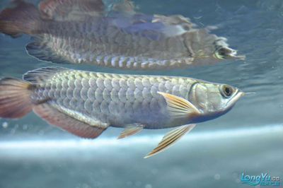 40cm龍魚吃了20cm龍魚（40cm龍魚吃了20cm龍魚一天吃多少360問答）