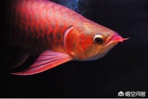 龍魚飼養的來源是什么意思：龍魚飼養的來源主要是指龍魚的原產地和最初被人類馴養的方式 龍魚飼養的來源是什么意思：龍魚飼養的來源主要是指龍魚的原產地和最初被人類馴養的方式 龍魚百科 第2張