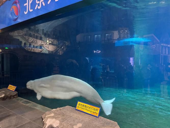珠海龍魚觀賞魚 龍魚世家水族館省心