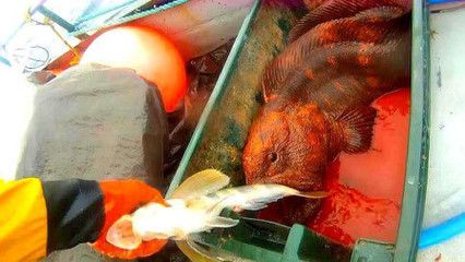 養的龍魚能不能吃蝦肉：養的龍魚可以吃蝦肉嗎