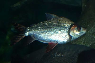 龍魚的飼養要求標準是多少條魚：龍魚的飼養要求