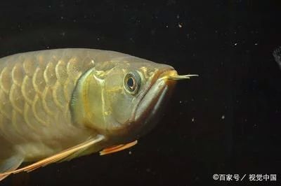 龍魚的飼養要求標準是多少條魚：龍魚的飼養要求