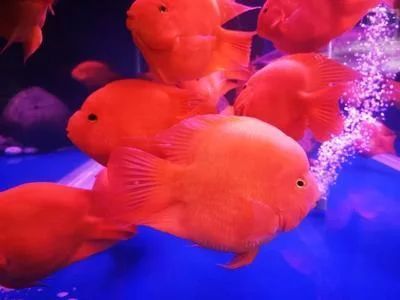 龍魚的飼養要求標準是多少條魚：龍魚的飼養要求
