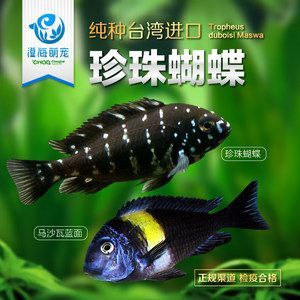 蝴蝶鯉配龍魚(白金蝴蝶鯉觀賞性強,但養魚需注意這5點!) 龍魚百科 第1張 蝴蝶鯉配龍魚(白金蝴蝶鯉觀賞性強,但養魚需注意這5點!) 蝴蝶鯉配龍魚(白金蝴蝶鯉觀賞性強,但養魚需注意這5點!) 龍魚百科 第1張