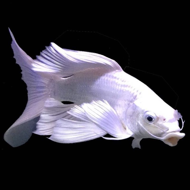 蝴蝶鯉配龍魚(白金蝴蝶鯉觀賞性強,但養魚需注意這5點!) 龍魚百科 第7張 蝴蝶鯉配龍魚(白金蝴蝶鯉觀賞性強,但養魚需注意這5點!) 蝴蝶鯉配龍魚(白金蝴蝶鯉觀賞性強,但養魚需注意這5點!) 龍魚百科 第7張