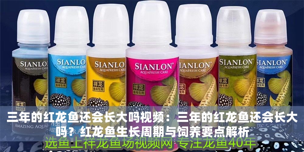三年的紅龍魚還會長大嗎視頻：三年的紅龍魚還會長大嗎？紅龍魚生長周期與飼養要點解析