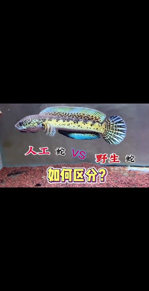 雷龍魚公母