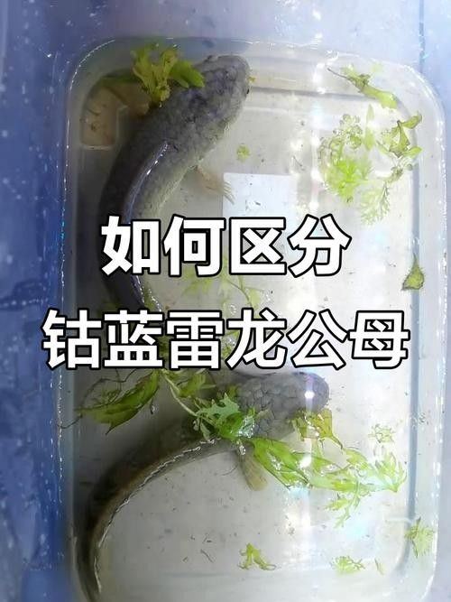 雷龍魚公母