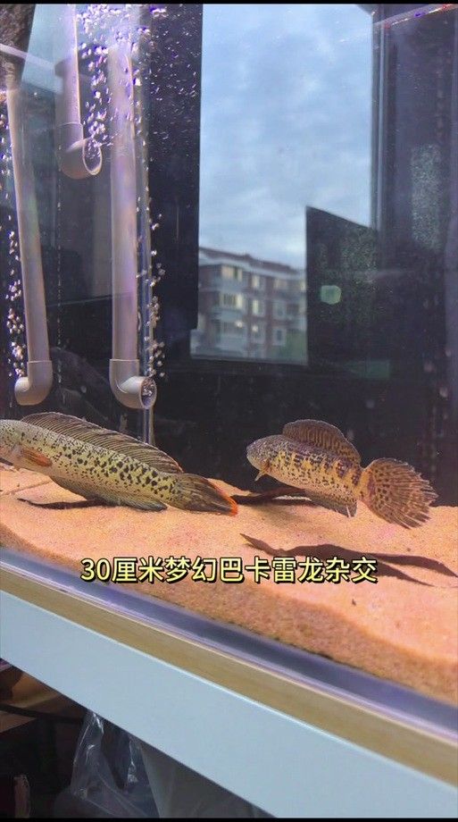 雷龍魚公母