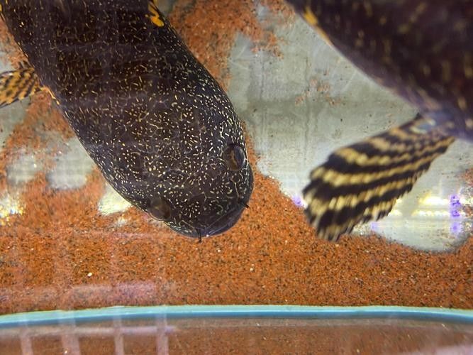 雷龍魚公母