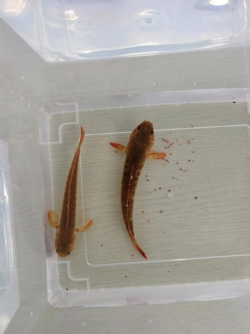 雷龍魚公母