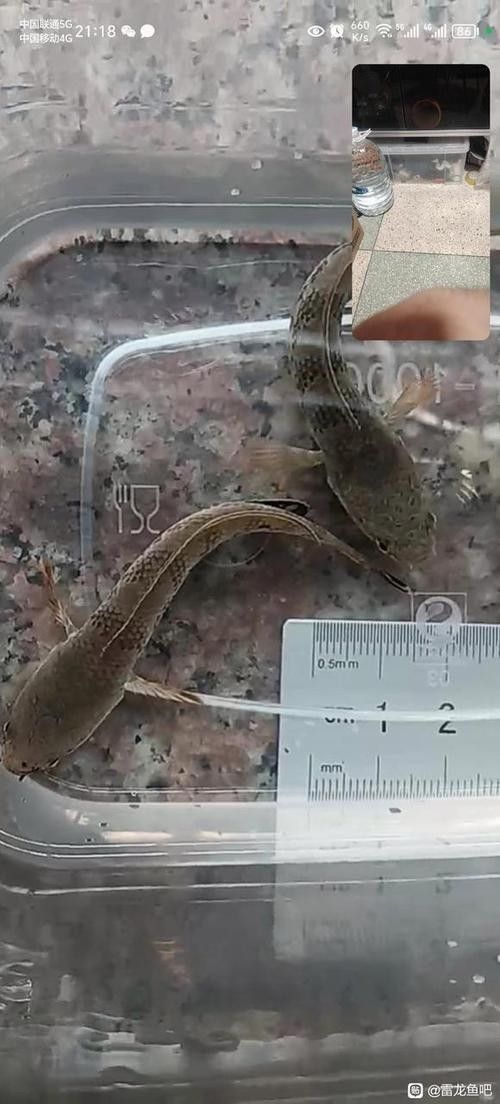 雷龍魚公母