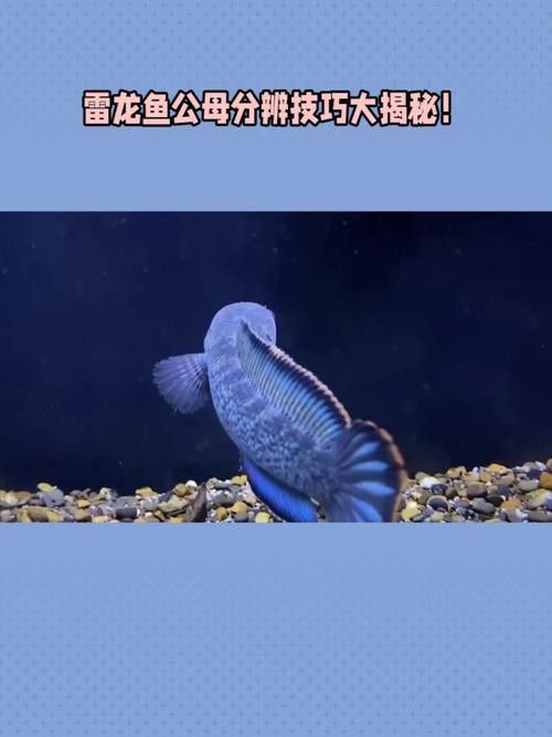 雷龍魚公母