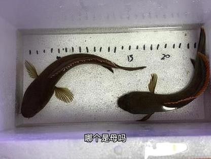 雷龍魚公母