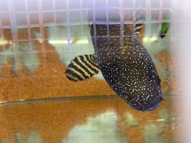 雷龍魚公母