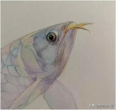 龍魚上色技巧圖解：如何讓龍魚展現出最佳的上色效果