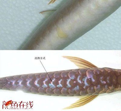 龍魚上色技巧圖解：如何讓龍魚展現(xiàn)出最佳的上色效果
