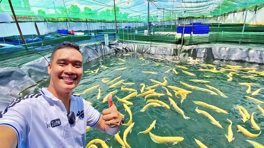 金龍魚成年要多久喂一次食:成年金龍魚多久喂一次比較好 龍魚百科 第6張 金龍魚成年要多久喂一次食:成年金龍魚多久喂一次比較好 金龍魚成年要多久喂一次食:成年金龍魚多久喂一次比較好 龍魚百科 第6張