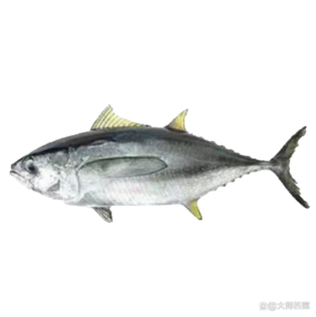 金槍魚最便宜的品種