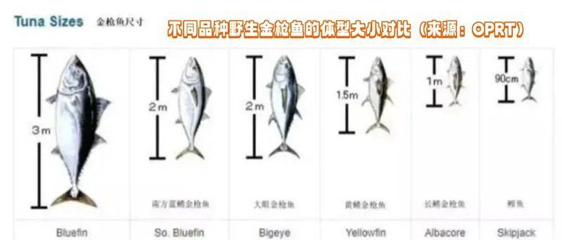 金槍魚最便宜的品種