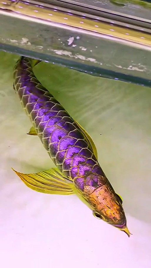 金龍紅龍魚圖片大全欣賞