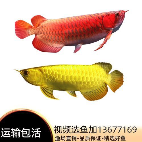 金龍紅龍魚圖片大全欣賞