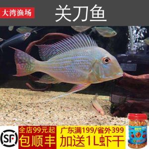 關(guān)刀魚(yú)和龍魚(yú)混養(yǎng)視頻：關(guān)刀魚(yú)可以和什么魚(yú)混養(yǎng) 關(guān)刀魚(yú)和龍魚(yú)混養(yǎng)視頻：關(guān)刀魚(yú)可以和什么魚(yú)混養(yǎng) 龍魚(yú)百科 第2張