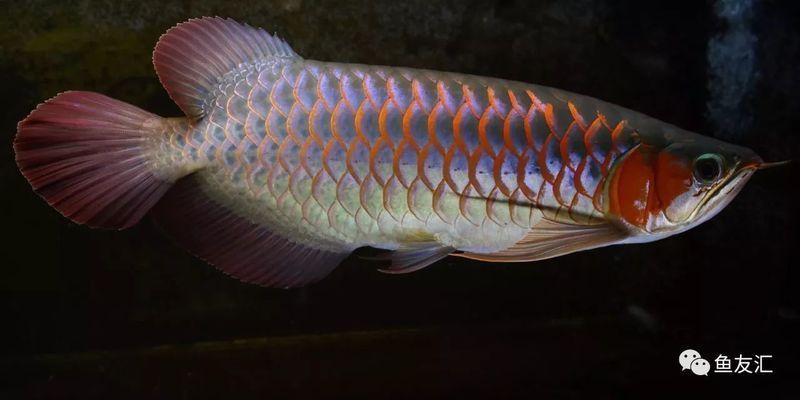 龍魚剛回來：龍魚入缸前的水溫適應技巧，新購龍魚的喂食時機及解決方法