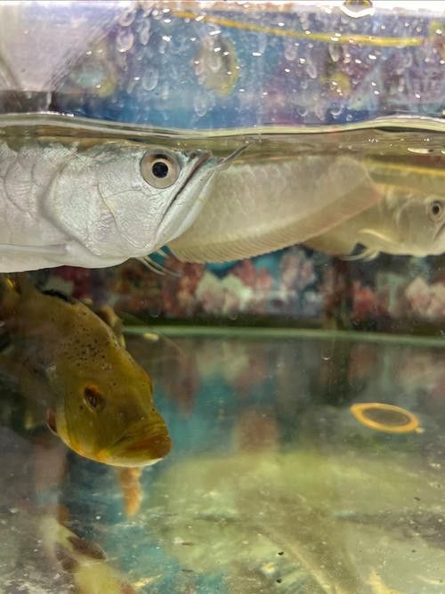 小缸能養(yǎng)銀龍魚嗎圖片大全