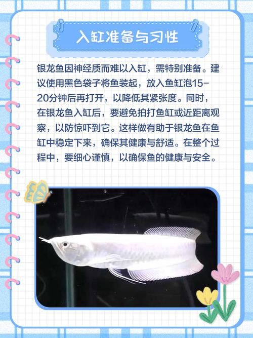 小缸能養(yǎng)銀龍魚嗎圖片大全
