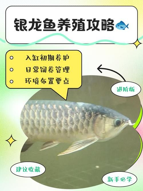 小缸能養(yǎng)銀龍魚嗎圖片大全