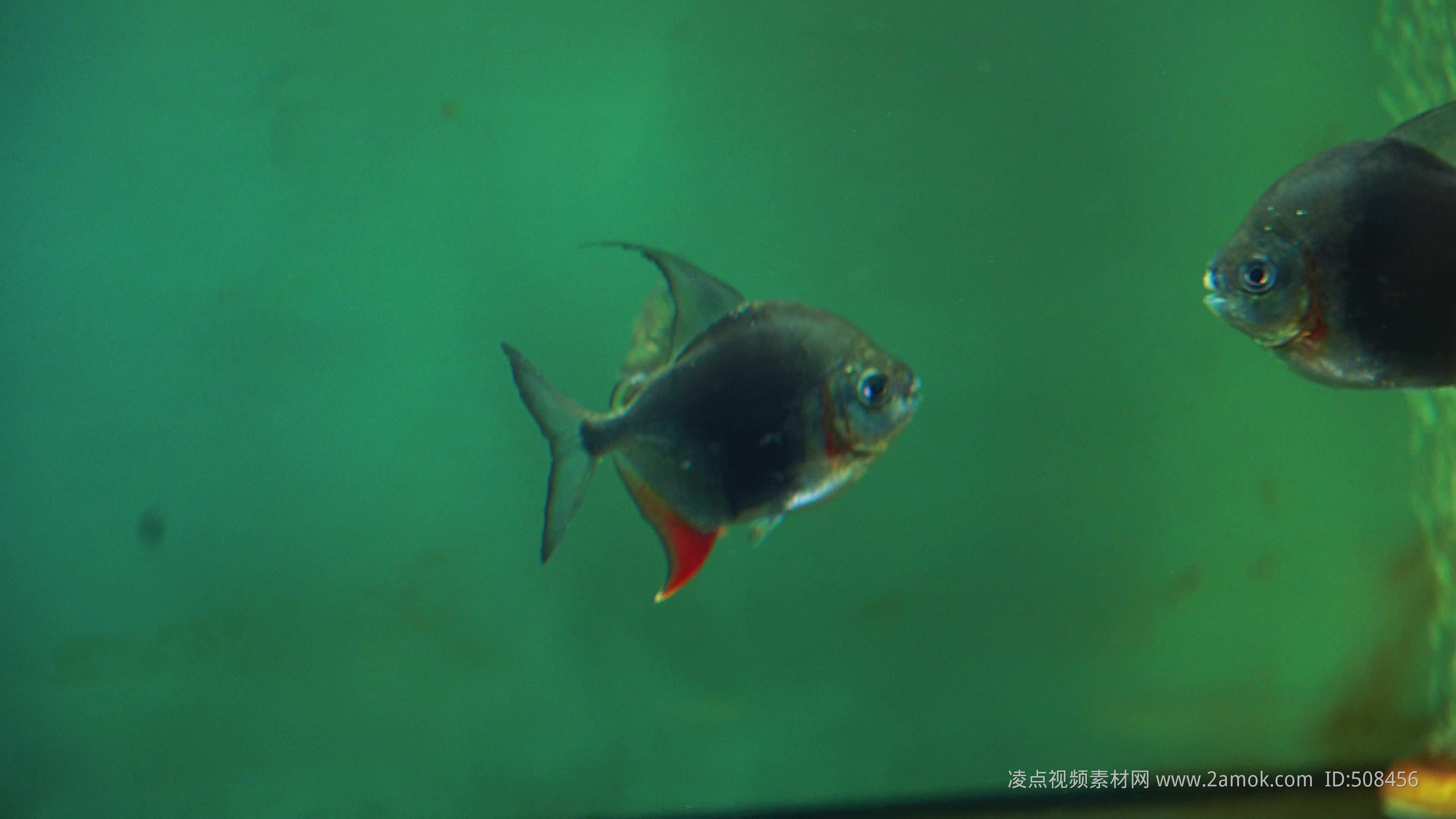 黑桃a魚能和金龍魚一起養(yǎng)嗎：黑桃a魚能和金龍魚一起養(yǎng)嗎，