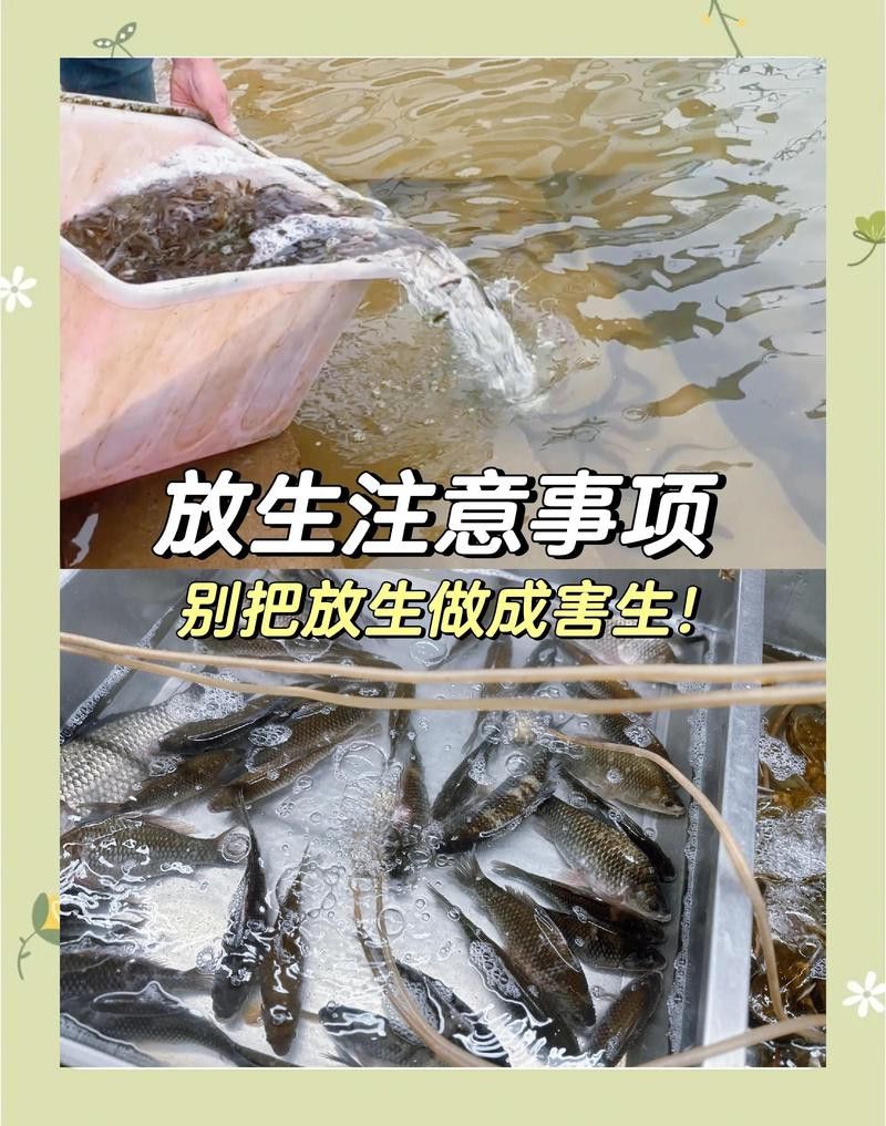 金龍魚認主后可以放生嗎？ 金龍魚認主后可以放生嗎？ 龍魚百科 第2張
