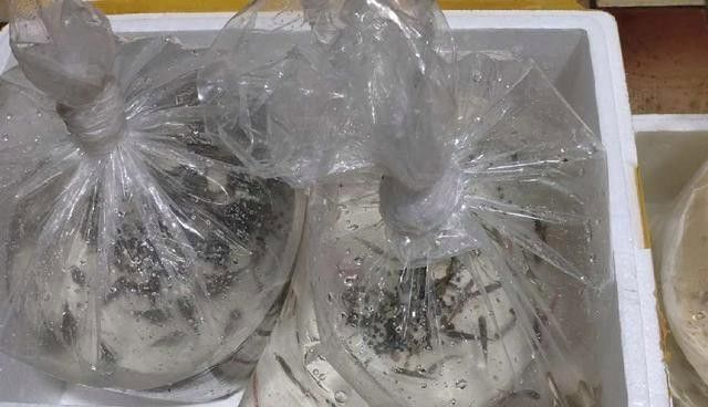金龍魚認主后可以放生嗎？ 金龍魚認主后可以放生嗎？ 龍魚百科 第3張