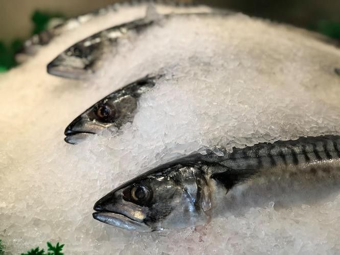 雪龍魚圖片