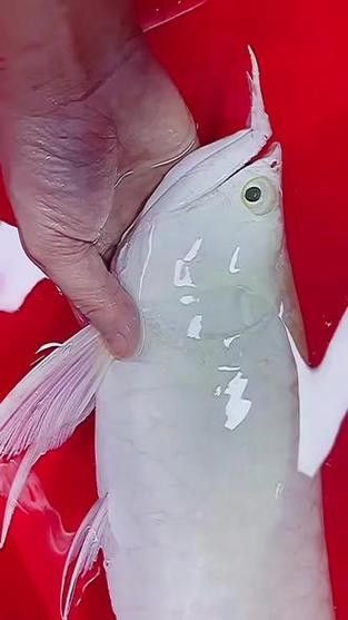 雪龍魚圖片