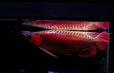哪種龍魚好看又漂亮又好養又好養：好看又漂亮的龍魚品種 哪種龍魚好看又漂亮又好養又好養：好看又漂亮的龍魚品種 龍魚百科 第5張