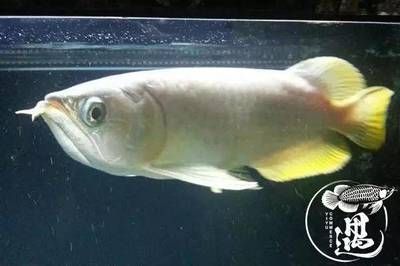 哪種龍魚好看又漂亮又好養又好養：好看又漂亮的龍魚品種 哪種龍魚好看又漂亮又好養又好養：好看又漂亮的龍魚品種 龍魚百科 第3張