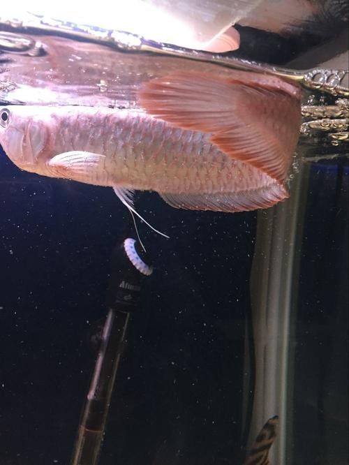 銀龍魚紅斑病圖片 銀龍魚紅斑病圖片 龍魚百科 第12張