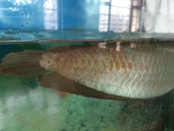 銀龍魚紅斑病圖片 銀龍魚紅斑病圖片 龍魚百科 第3張