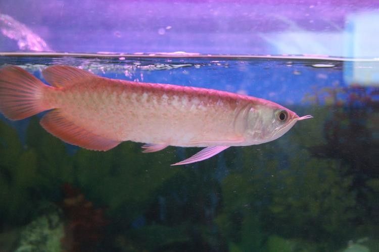 銀龍魚紅斑病圖片 銀龍魚紅斑病圖片 龍魚百科 第18張
