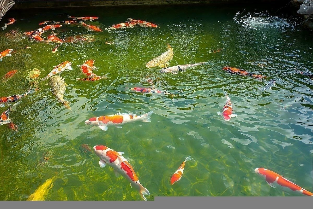 銀龍魚紅斑病圖片 銀龍魚紅斑病圖片 龍魚百科 第31張