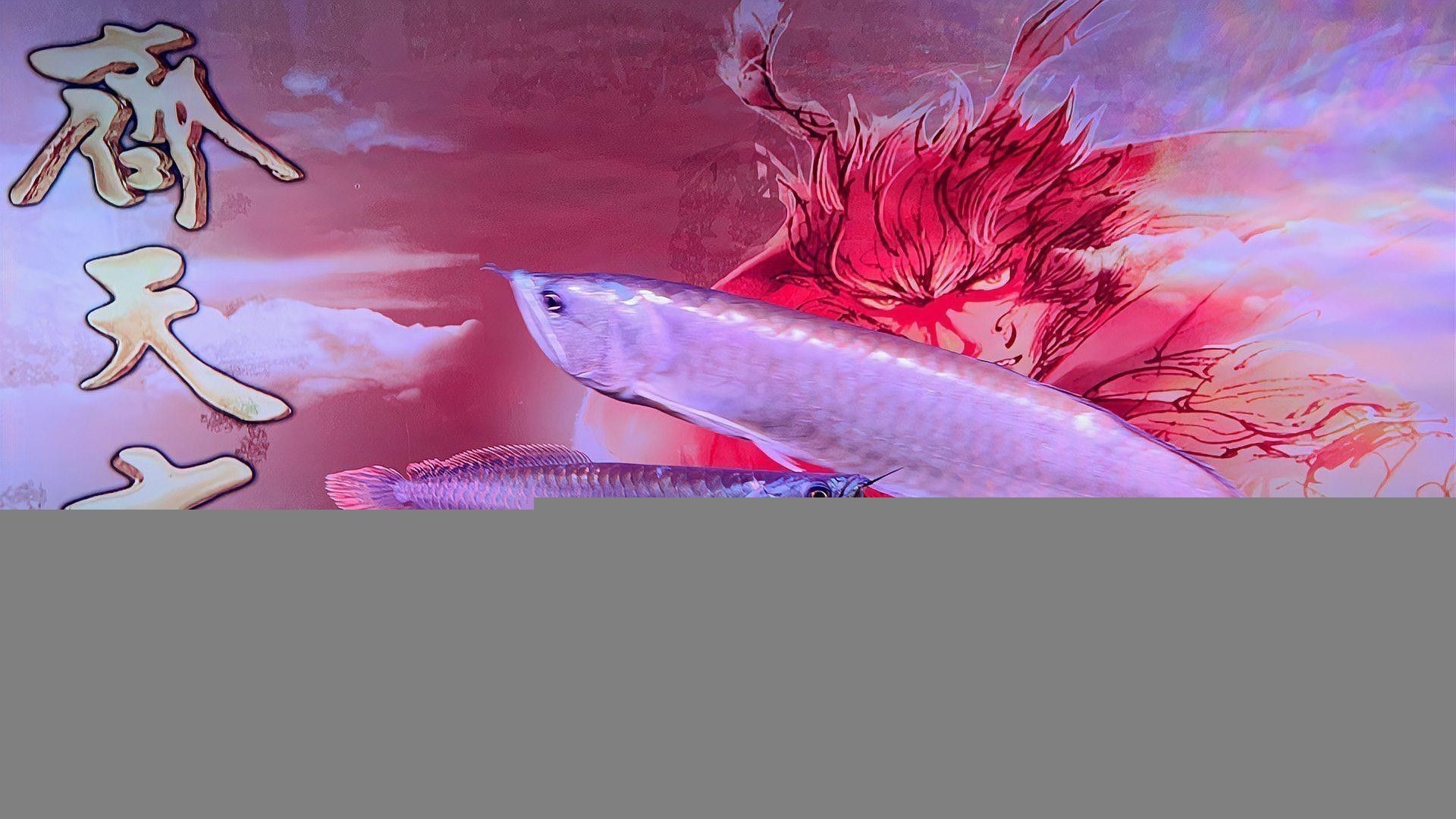 銀龍魚紅斑病圖片 銀龍魚紅斑病圖片 龍魚百科 第29張