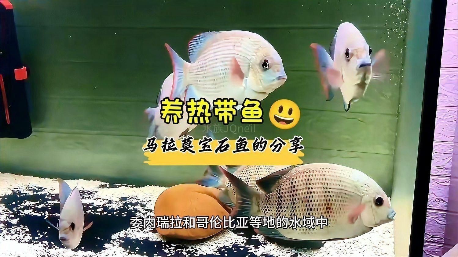馬拉莫寶石魚可以長(zhǎng)到多大 馬拉莫寶石魚可以長(zhǎng)到多大 龍魚百科 第2張