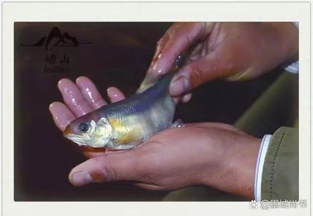 嶗山最出名的三個(gè)魚