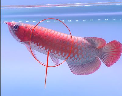 龍魚鱗片中間有洞怎么治療（龍魚鱗片中間有洞可能是由于多種原因造成的）